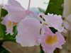 Cattleya schroederae